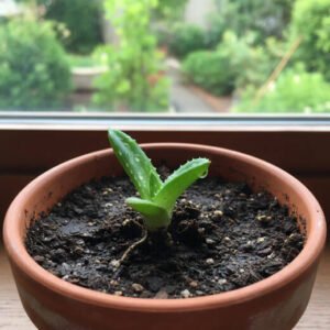 Aloe Vera Sapling