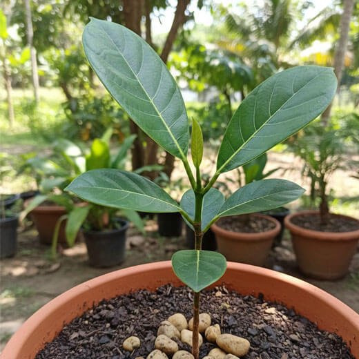 Jackfruit Sapling