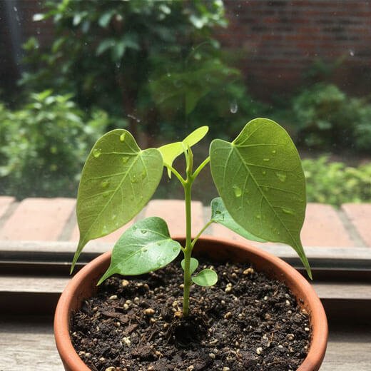 Peepal Sapling